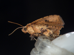 Striglina duplicifimbria