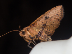 Striglina duplicifimbria