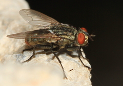 Sarcophagidae