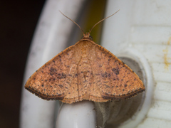 Striglina duplicifimbria
