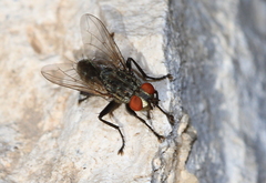 Sarcophagidae