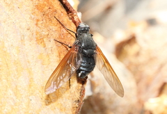 Satyramoeba hetrusca