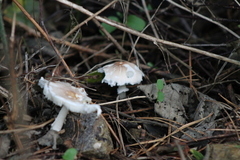 Lepiota clypeolaria