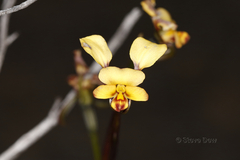 Diuris corymbosa