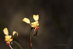 Diuris corymbosa