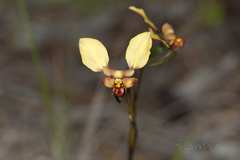 Diuris corymbosa