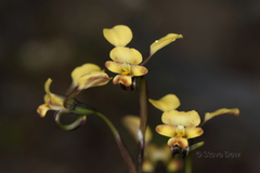 Diuris corymbosa