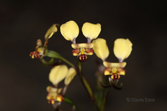 Diuris corymbosa