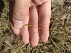 Microlaena stipoides