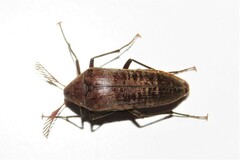 Ripiphoridae