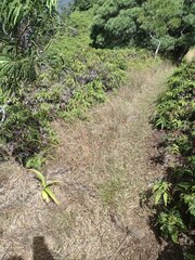 Andropogon virginicus