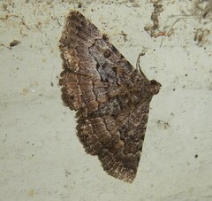 Diatenes aglossoides