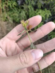 Pterolepis glomerata