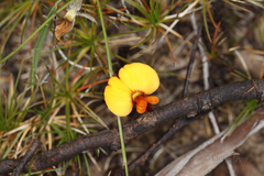 Isotropis cuneifolia