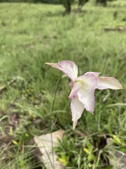 Gladiolus longicollis
