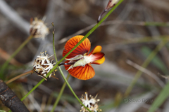 Isotropis cuneifolia