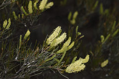 Grevillea didymobotrya
