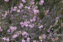 Guichenotia angustifolia