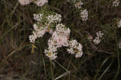 Hakea lissocarpha