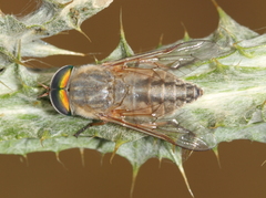 Tabanus bromius