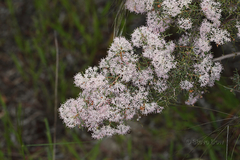 Hakea lissocarpha