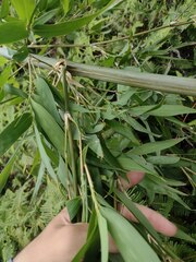 Phyllostachys nigra henonis