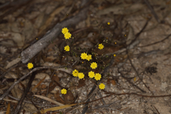 Podolepis capillaris