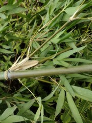 Phyllostachys nigra henonis