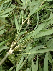 Phyllostachys nigra henonis