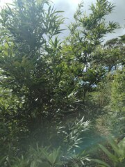 Phyllostachys nigra henonis