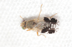 Tephritis divisa
