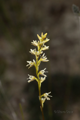 Prasophyllum ovale