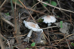 Lepiota clypeolaria