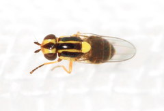 Thaumatomyia notata