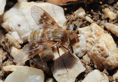 Thyridanthrax incanus