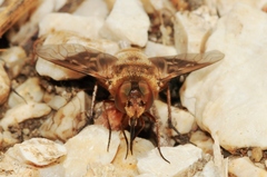 Thyridanthrax incanus