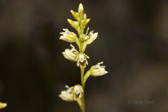 Prasophyllum ovale