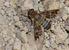 Thyridanthrax polyphemus