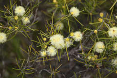 Melaleuca hamata