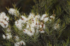 Melaleuca radula
