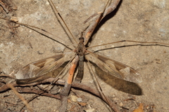 Acutipula