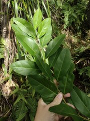 Citharexylum caudatum