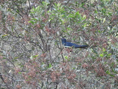 Eudynamys orientalis