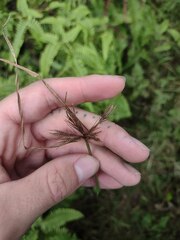 Cyperus polystachyos