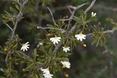 Scaevola spinescens