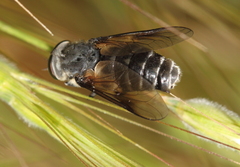 Diptera