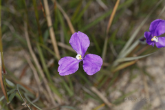 Patersonia occidentalis