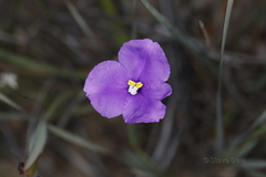 Patersonia occidentalis