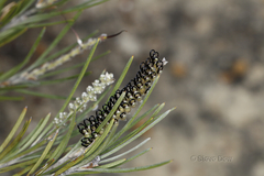 Grevillea hookeriana