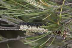 Grevillea hookeriana